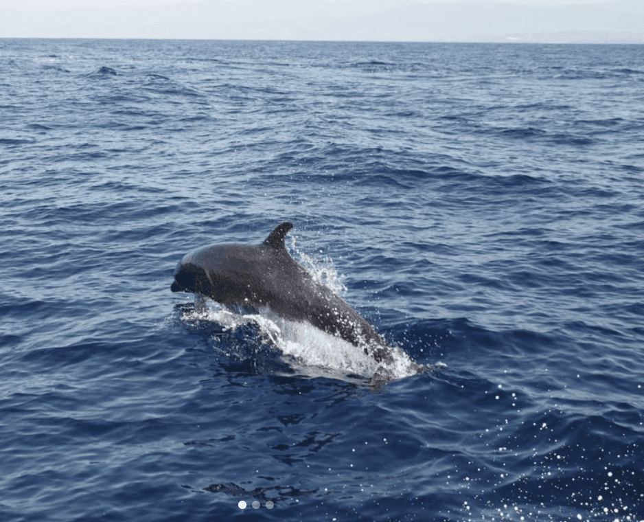 Voir les dauphins à Puerto Escondido - Tours et activités