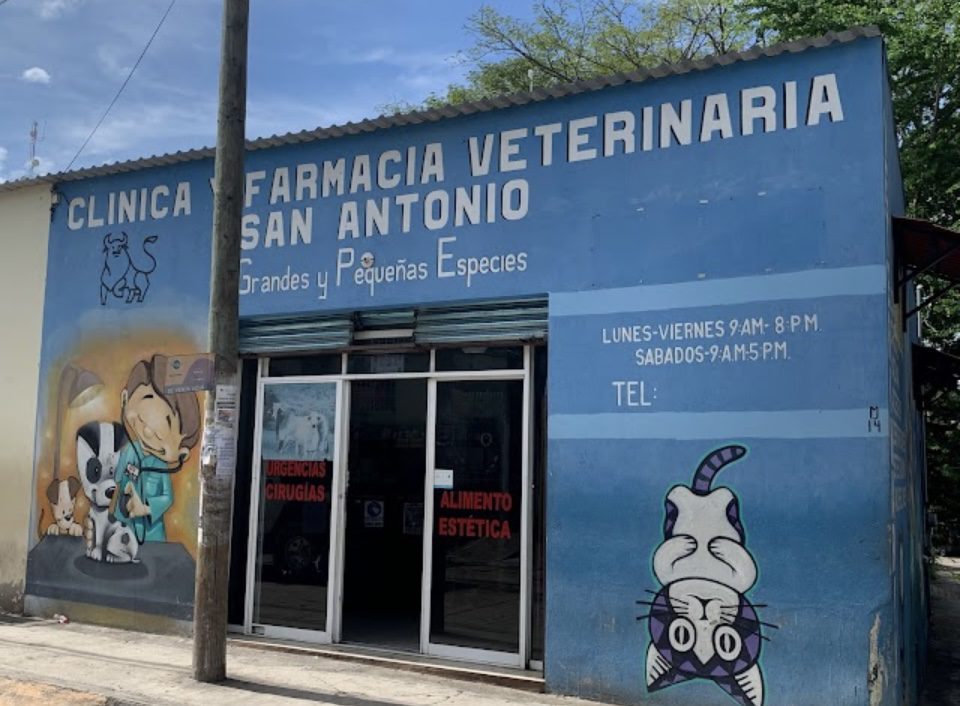What to do in Puerto ? Doctor Veterinary