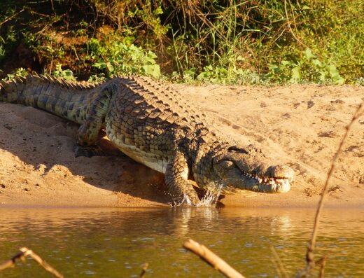 crocodile-puerto-escondido Oaxaca