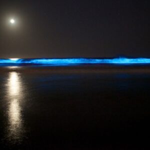 Bioluminescence- puerto-escondido