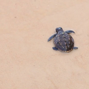 visites de puerto escondido